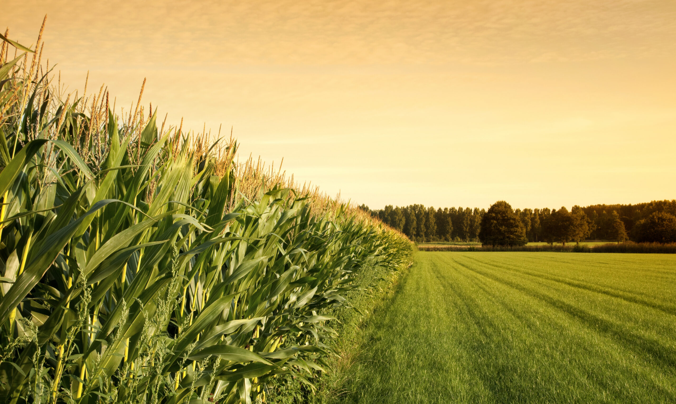 mowed grass next to a cornfield at sunset